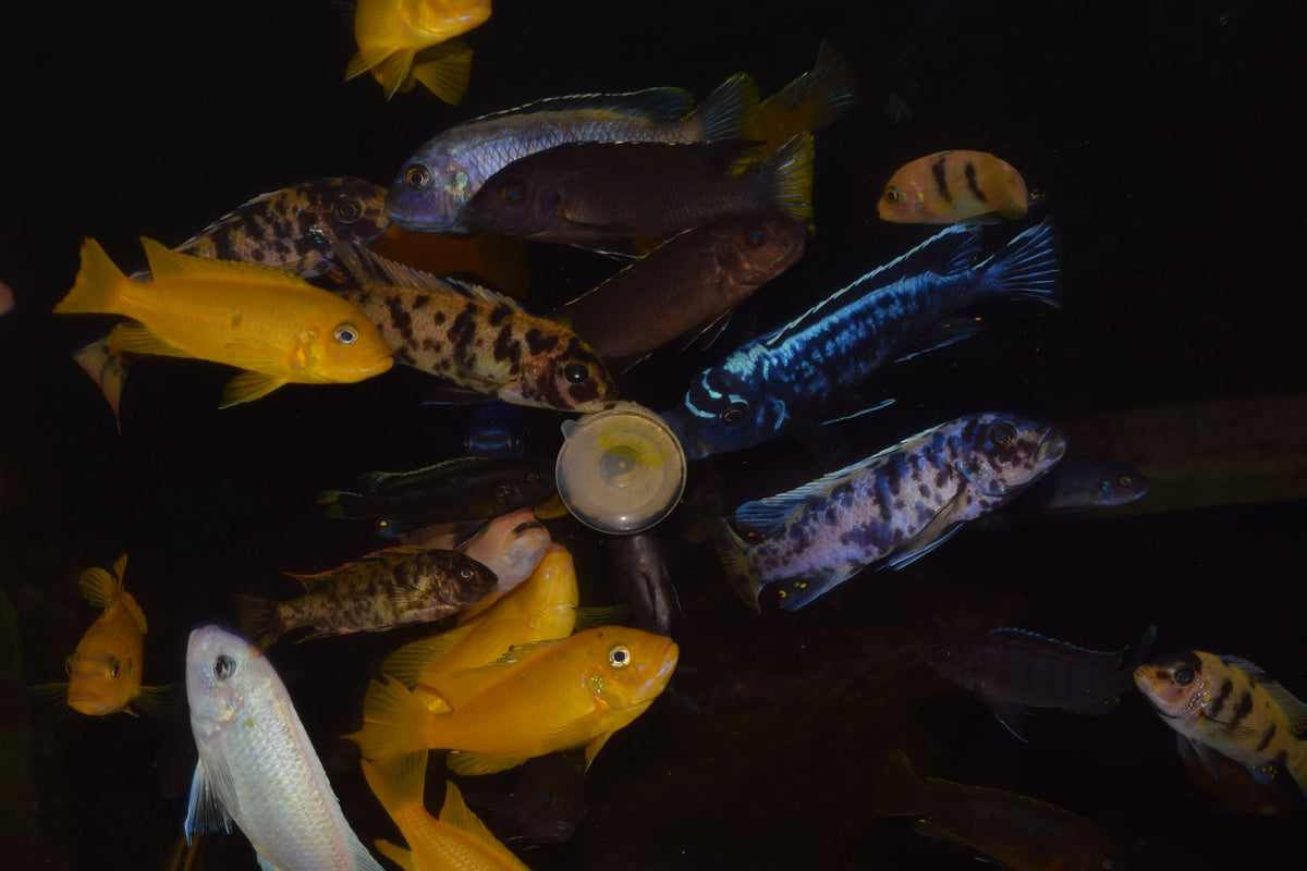 Malawi cichlids gathered around an Origin Grazers suction cup feeding ring on the aquarium glass