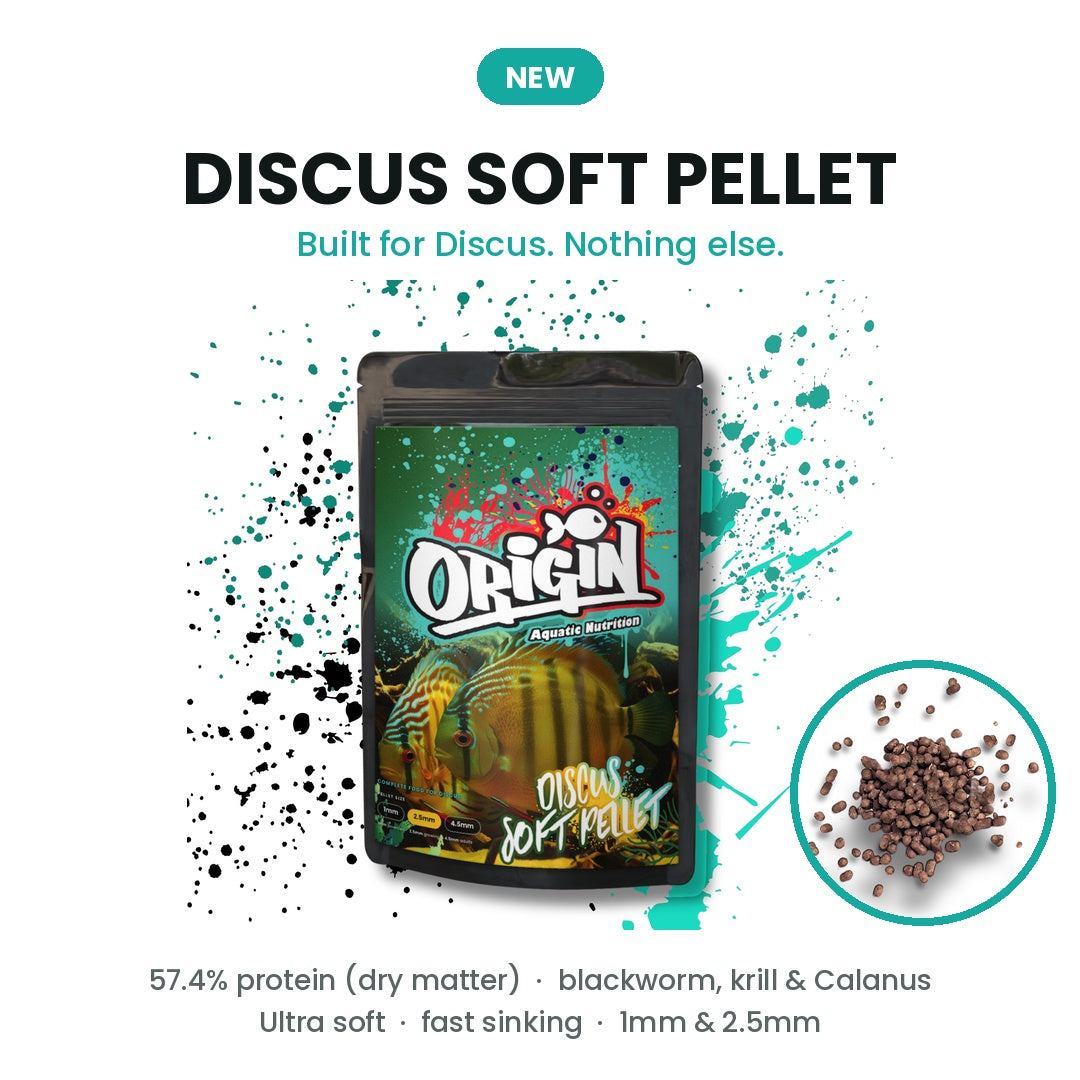 What to feed discus: a straight answer