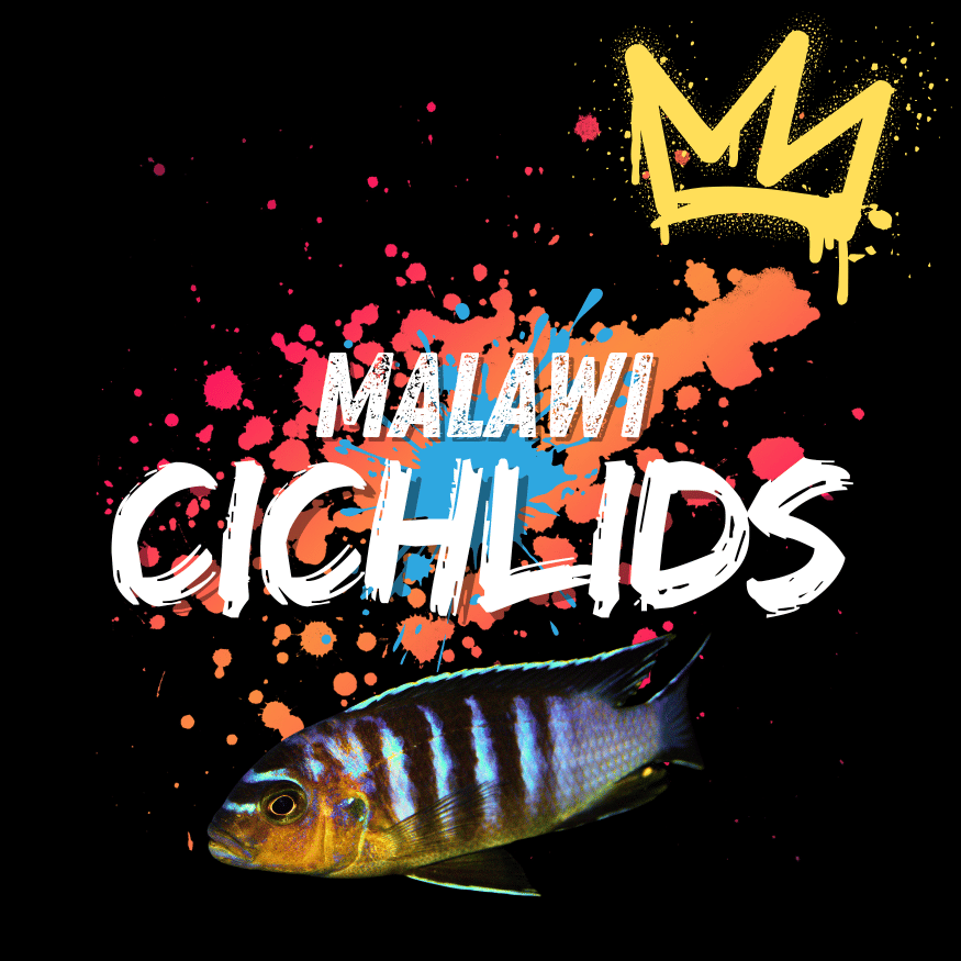 Malawi cichlid